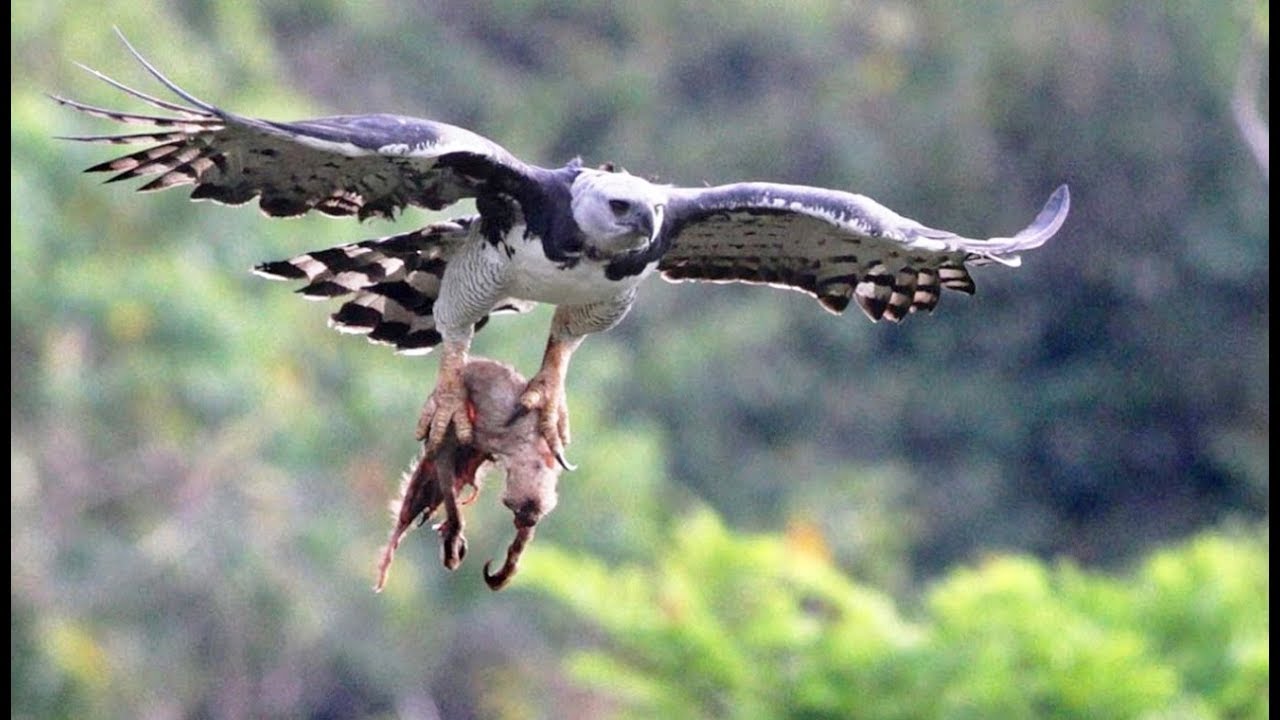 ハーピーイーグル | 猛禽類大好き -Love Bird of Prey